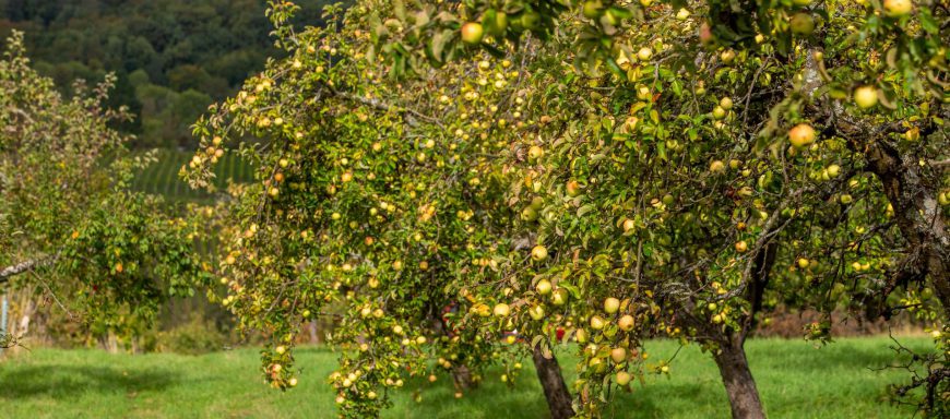 Streuobstwiese
