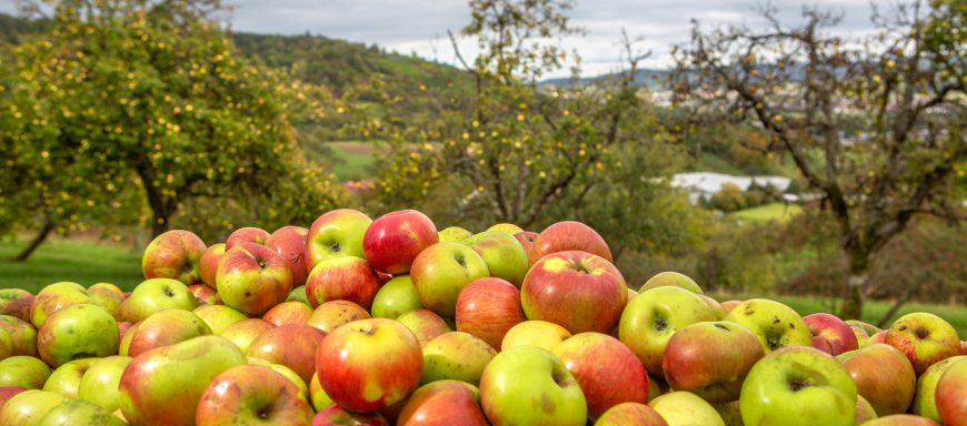 Äpfel im Vordergrund Streuobstwiese im Remstal im Hintergrund
