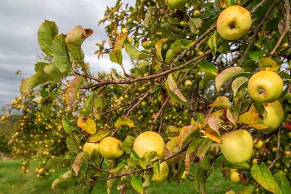 Streuobstwiese Äpfel