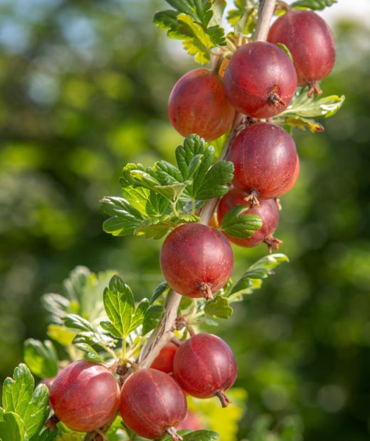 Stachelbeeren