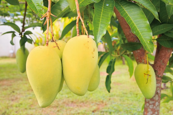 Alphonso Mangos