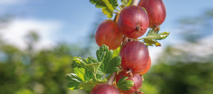 Stachelbeeren
