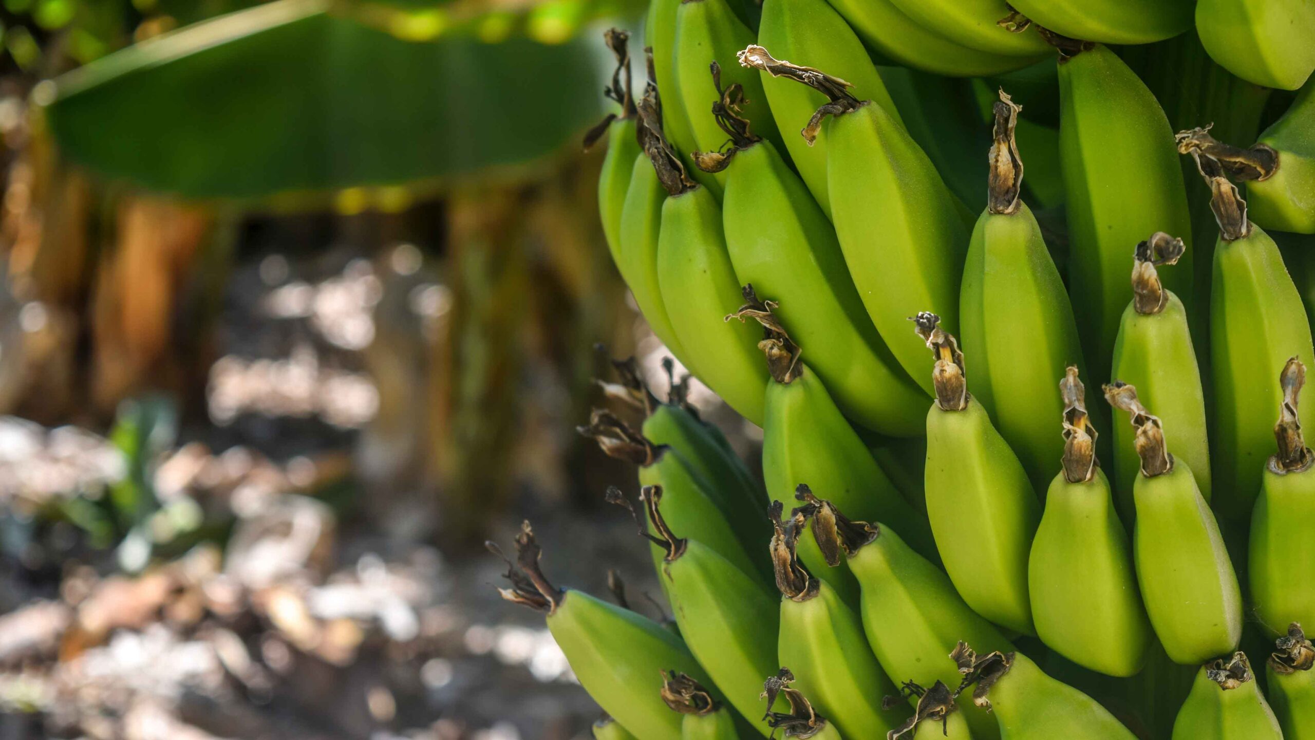 banane2