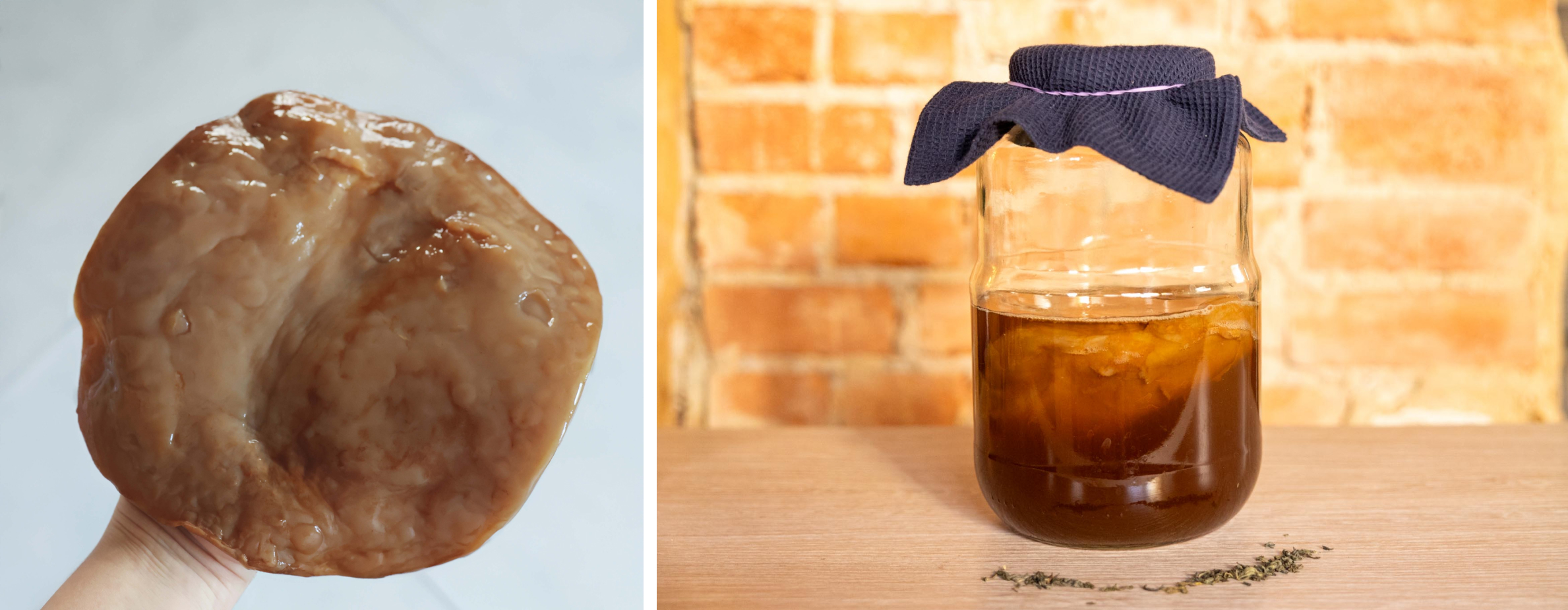 scoby